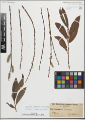 Foto von Salix caprea L. x Salix purpurea L.